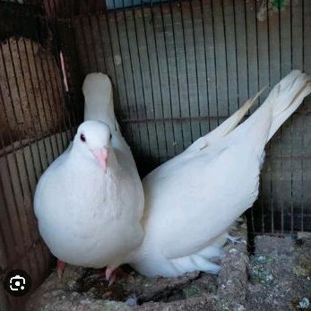 burung merpati pos putih sepasang jantan dan betina