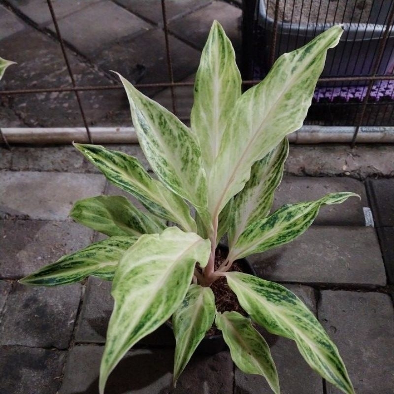 aglonema sunset white