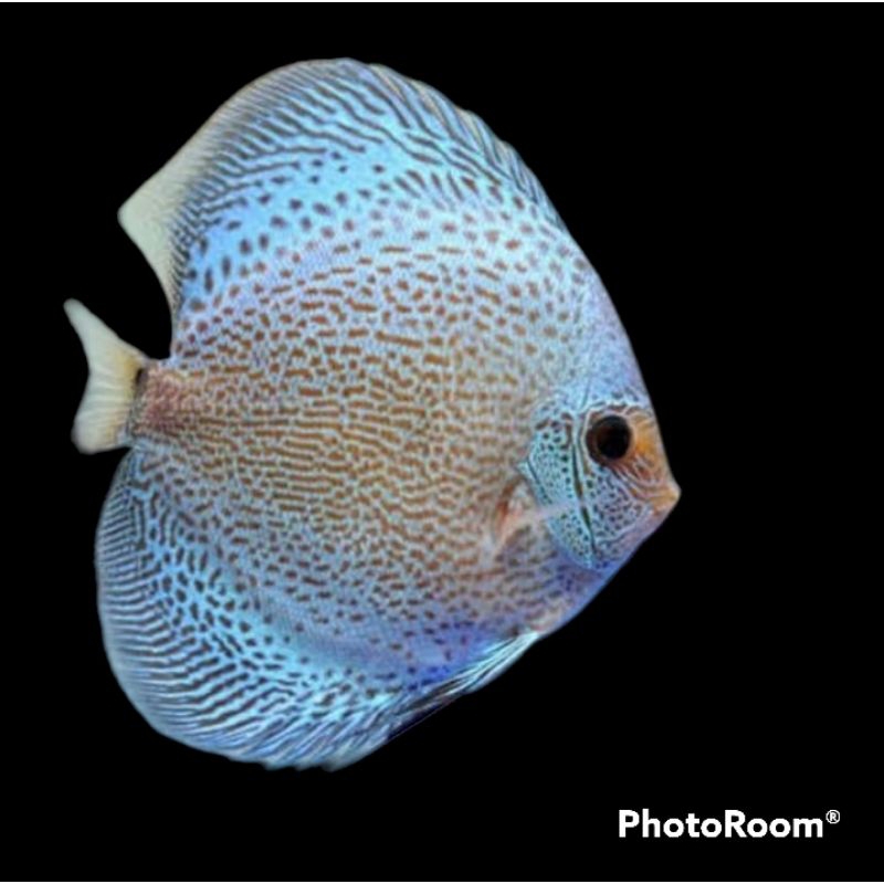 packing styrofoam ikan discus blue scorpion size 1cm 1inch 2inch