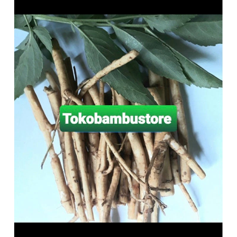

Akar sangitan segar akar sambucus javanica 250 gram-az