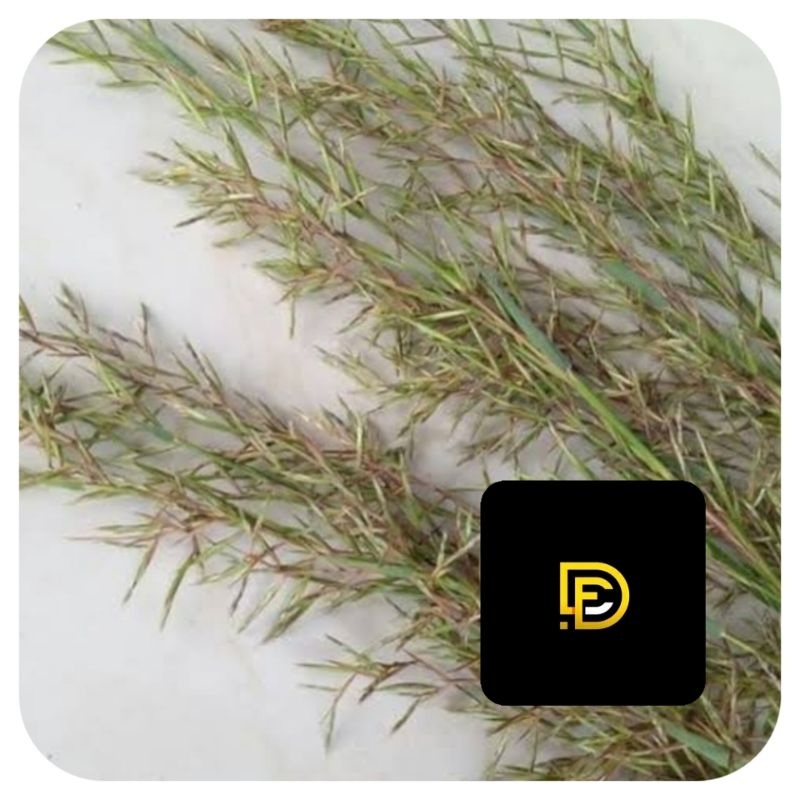 

Bunga sereh wangi bunga sereh merah bunga sereh lanang segar super-az