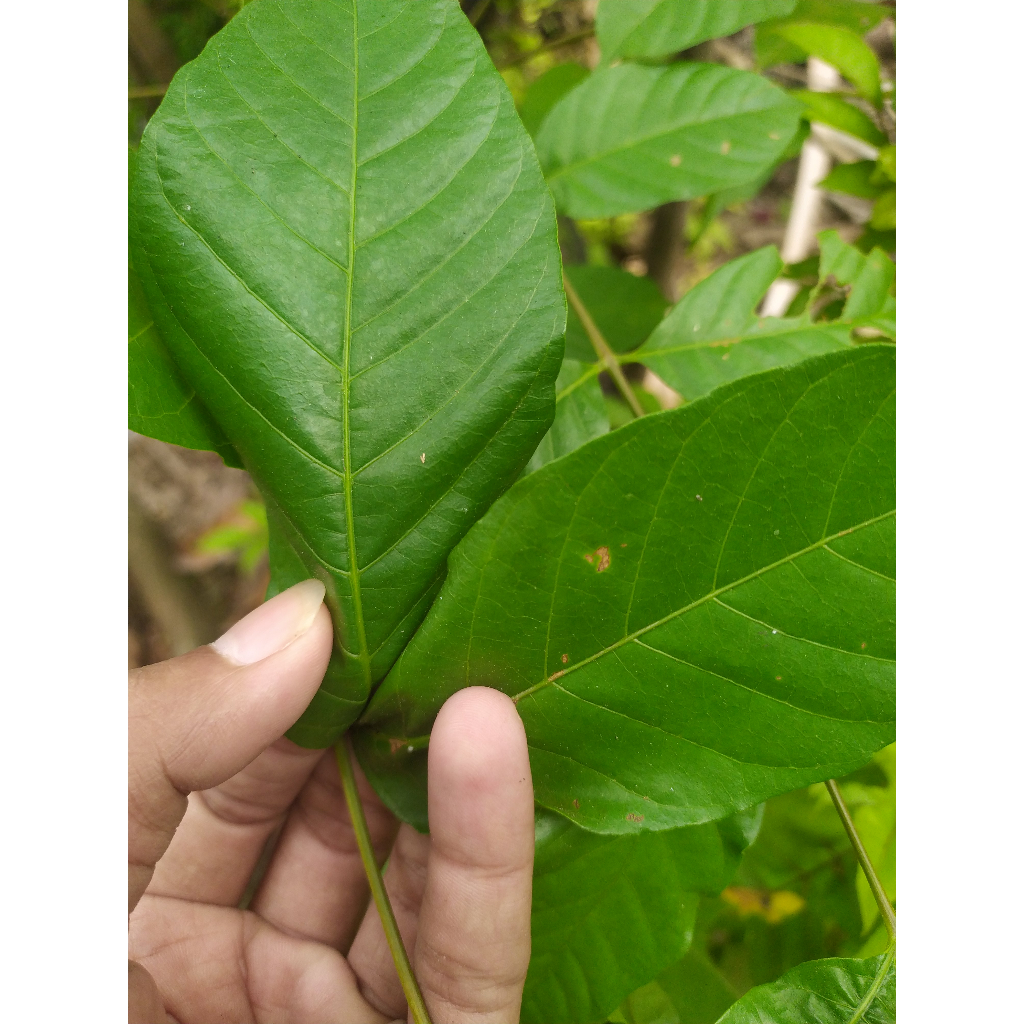 

daun kUUUUuda/ kUUUudo / jaranan