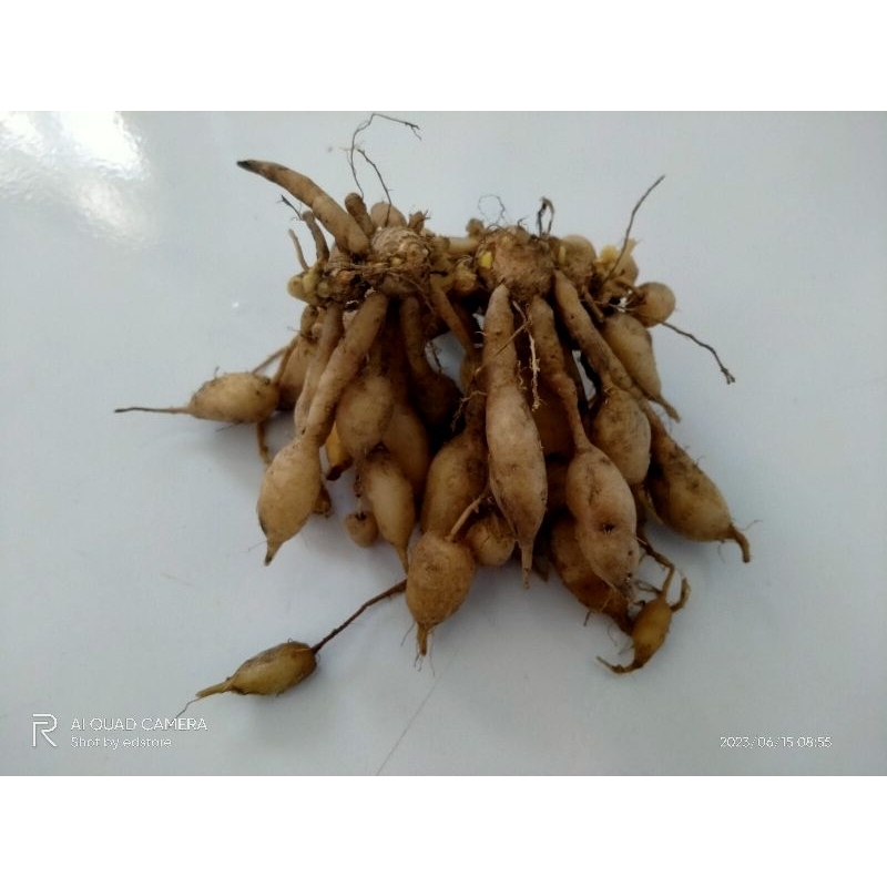 Kunyit Putih Gombyok Segar
