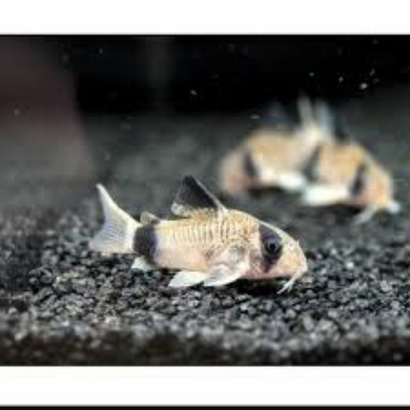 

ikan corydoras panda