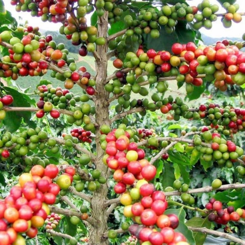 

KOPI ARABIKA SORTIR PROSES NATURAL