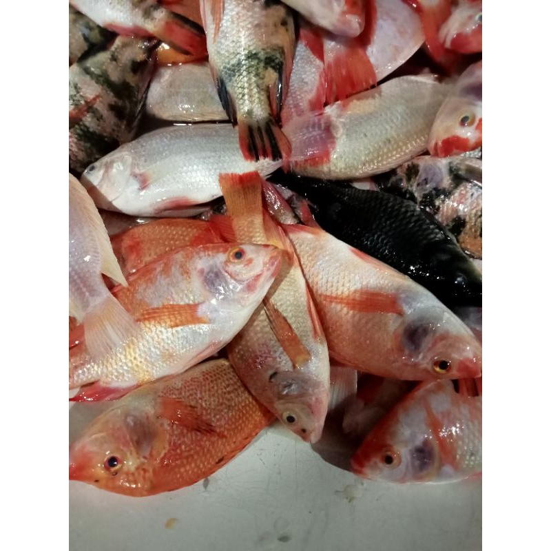 

Ikan Nila 1 KG