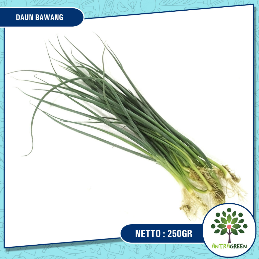 

HIDROPONIK DAUN BAWANG KECIL 250g