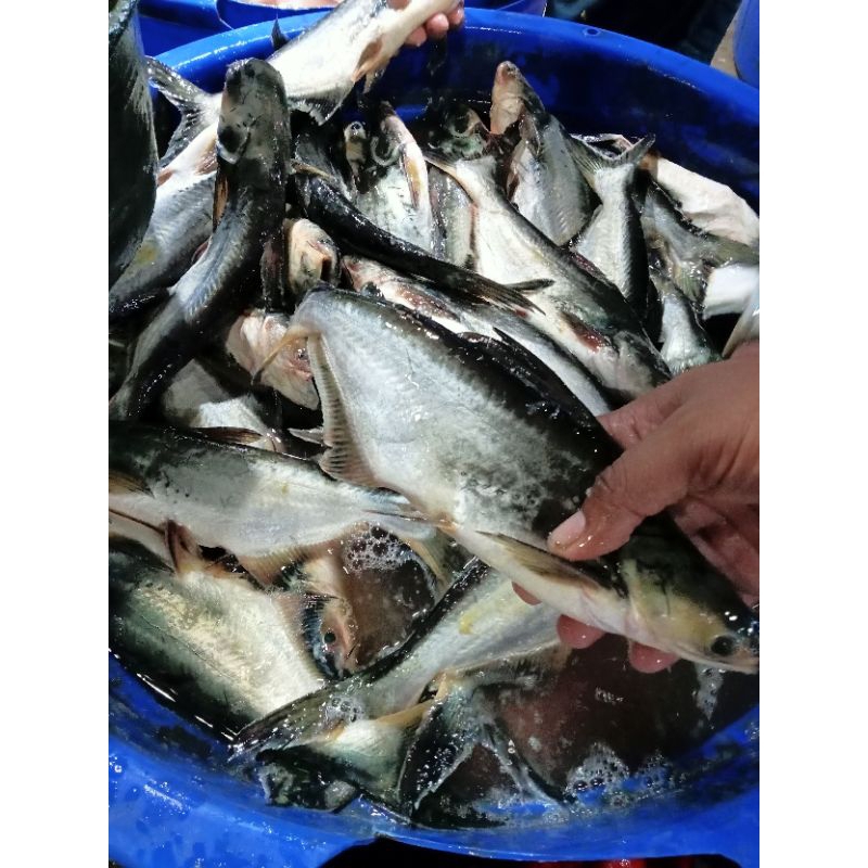 

Ikan Patin 1 KG