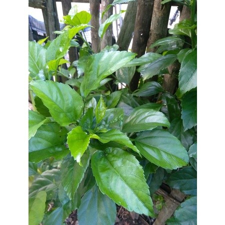 

++DAUN bunga sepatru / WORA WARI BANG.,+_+