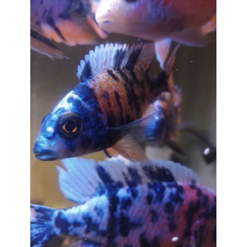 Aulonocara OB Peacock