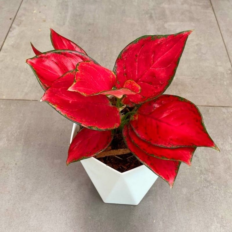 Aglonema Red Queen Merah Menor Tanaman Hias Bunga Aglaonema Murah Merah BUKAN bonggol - bunga hidup 