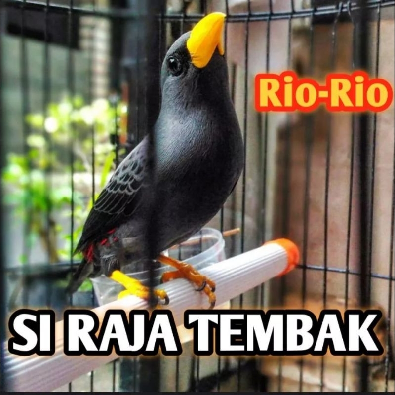 Burung Jalak Rio Rio Jinak Rajin PurTot Fullset Hrg NETT