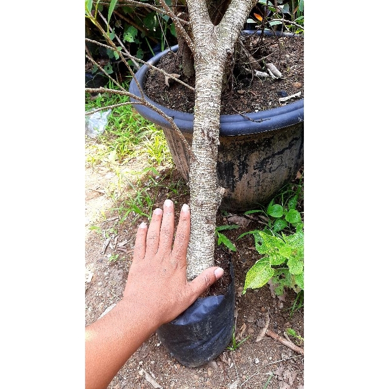 bahan bonsai kimeng besar / bibit kimeng /ficus kimeng /beringin kimeng