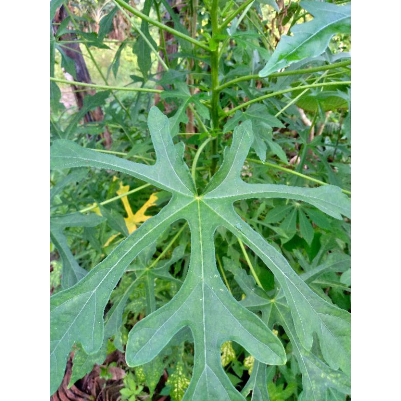 

100 gr daun gedi segar