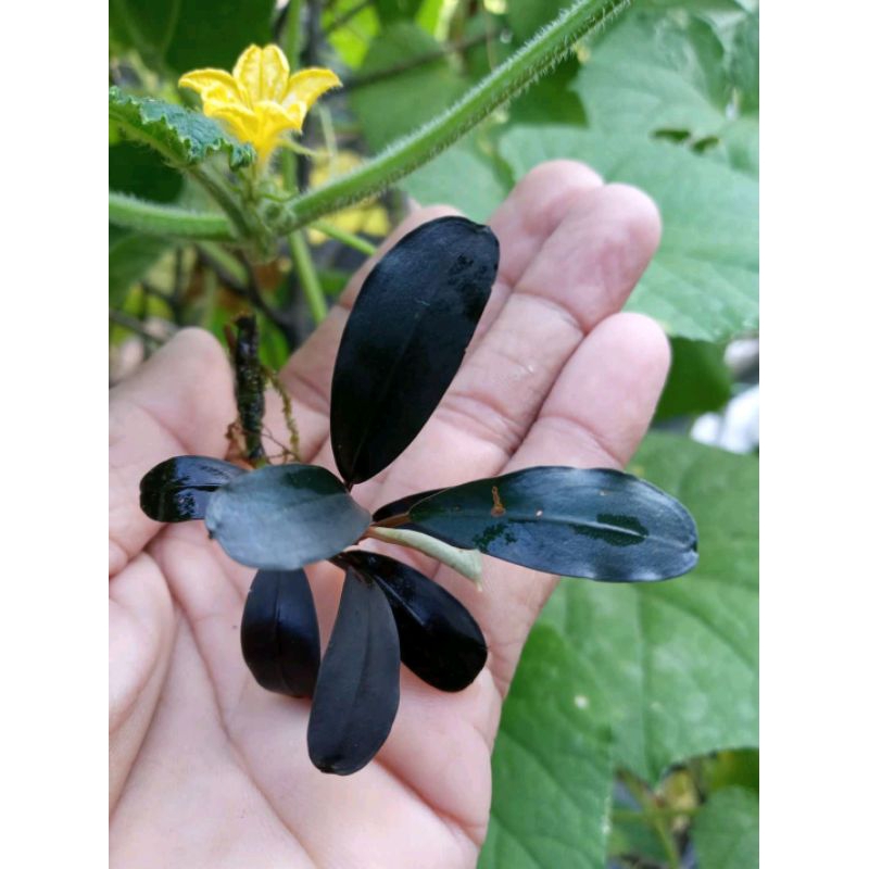Bucephalandra Black Niera sp