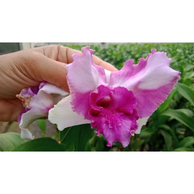 Dendrobium King Dragon Red