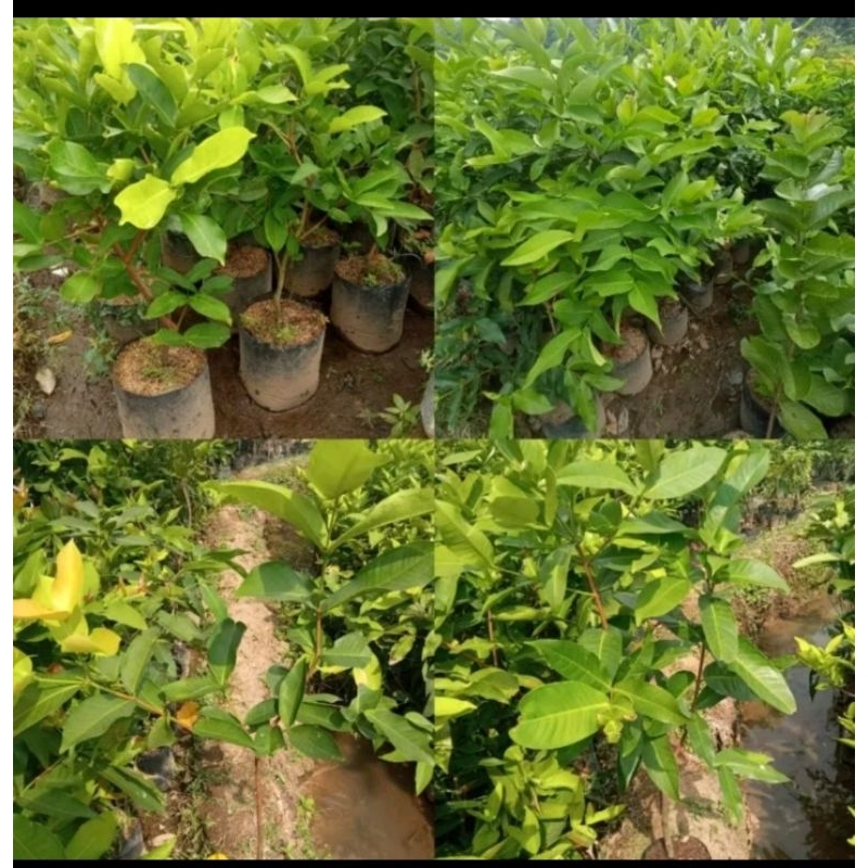 bibit jambu jamaika