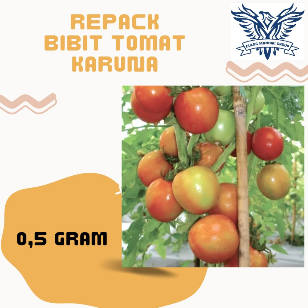 Repack 2000an Benih Tomat Sayur KARUNA 0,5gr - Rasa Manis - Bibit Sayuran Servo Marvel