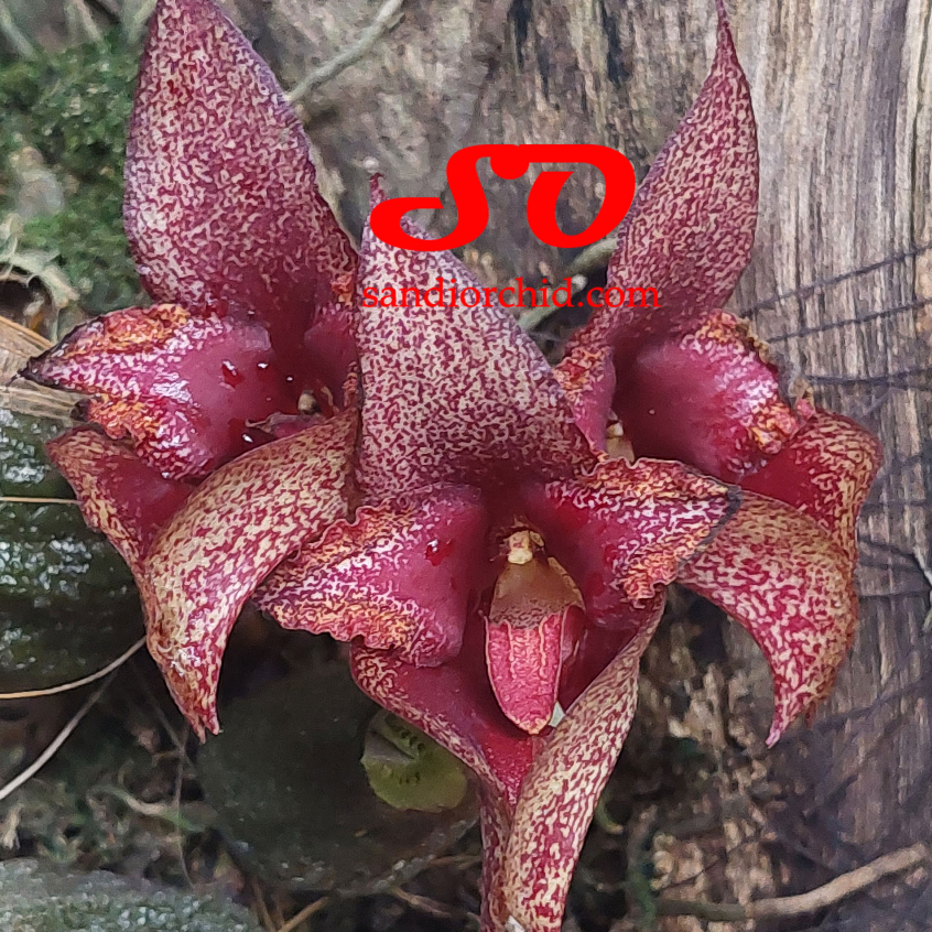 Bulbophyllum Pride of Papua  ( Bulbophyllum cruentum x Bulbophyllum phalaenopsis )