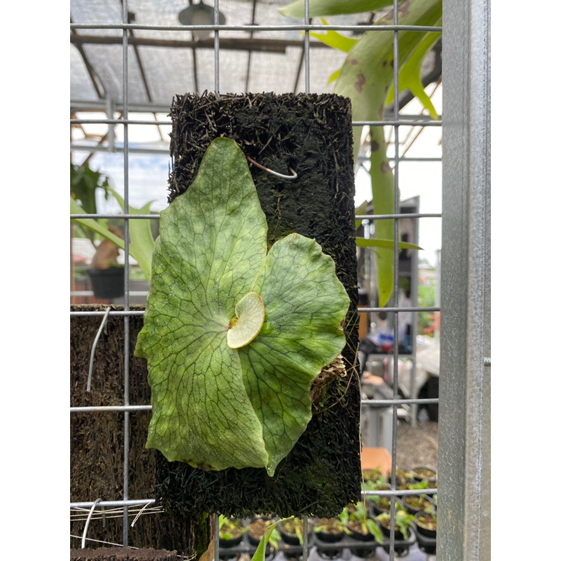 Platycerium  Superbum