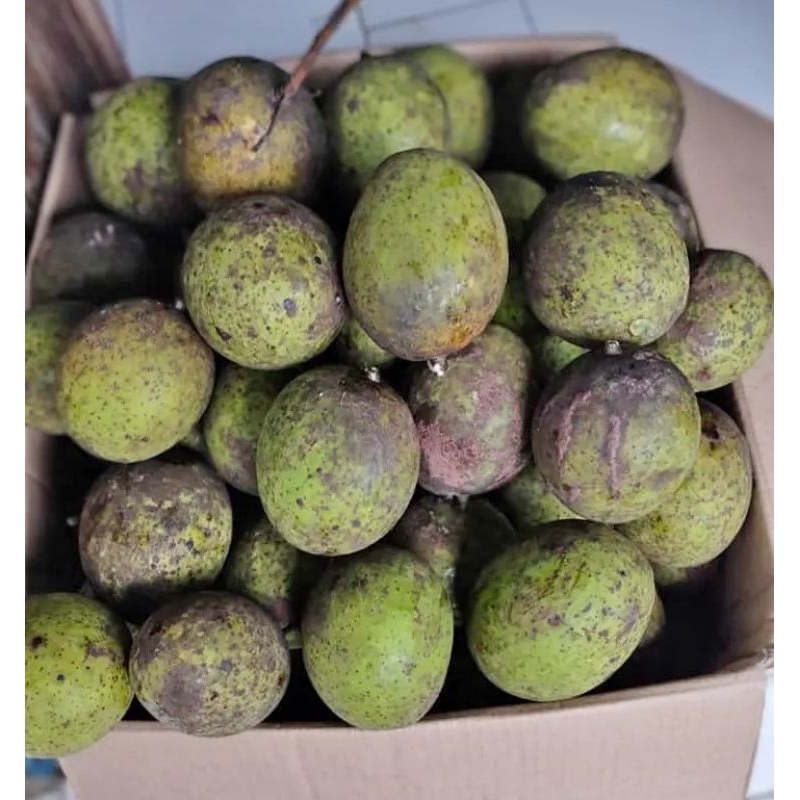 

Mangga mbawang | kweni | bacang