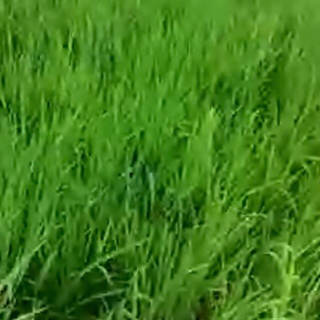 

bawang goreng bima sape jia