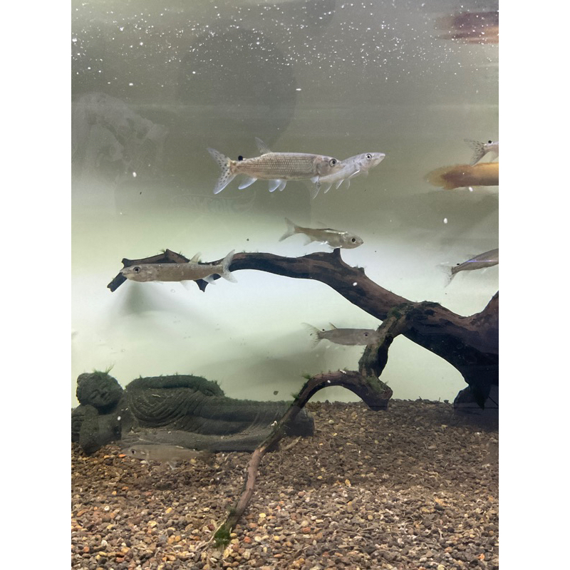 Odoe Pike Ikan Hias Aquarium