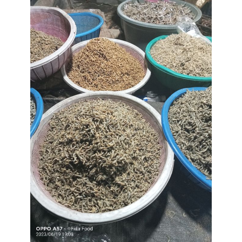

ikan Penja/Duo Segar Grosir sulawesi Tengah 1 Kg
