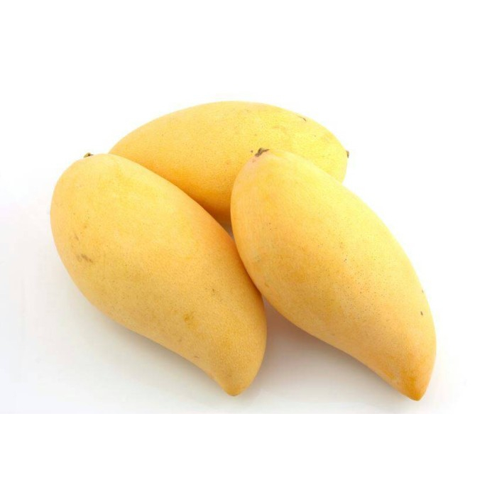 Link Co Mangga Chokanan dan Mangga Arum Manis