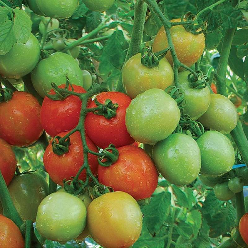 Biji Benih Tomat Permata Siap tanam