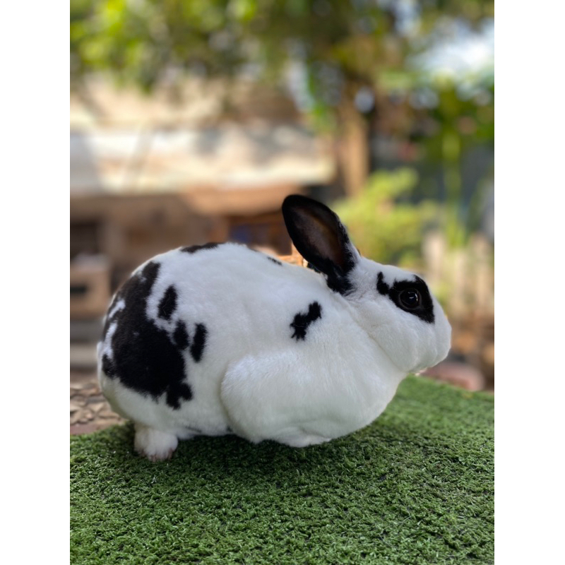 Kelinci Mini Rex Pure (JANTAN) Karpet