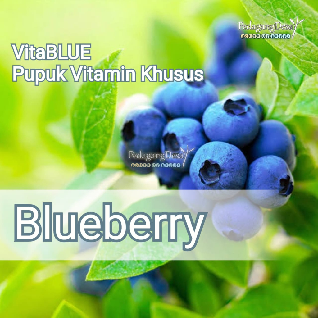 Pupuk khusus Blueberry VitaBLUE | Benih Blueberry | Bibit Blueberry Original Super Import | Pedagang