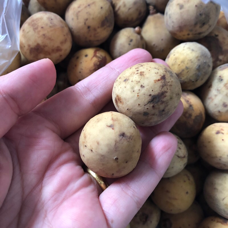 

Duku Palembang Fresh 1 kg
