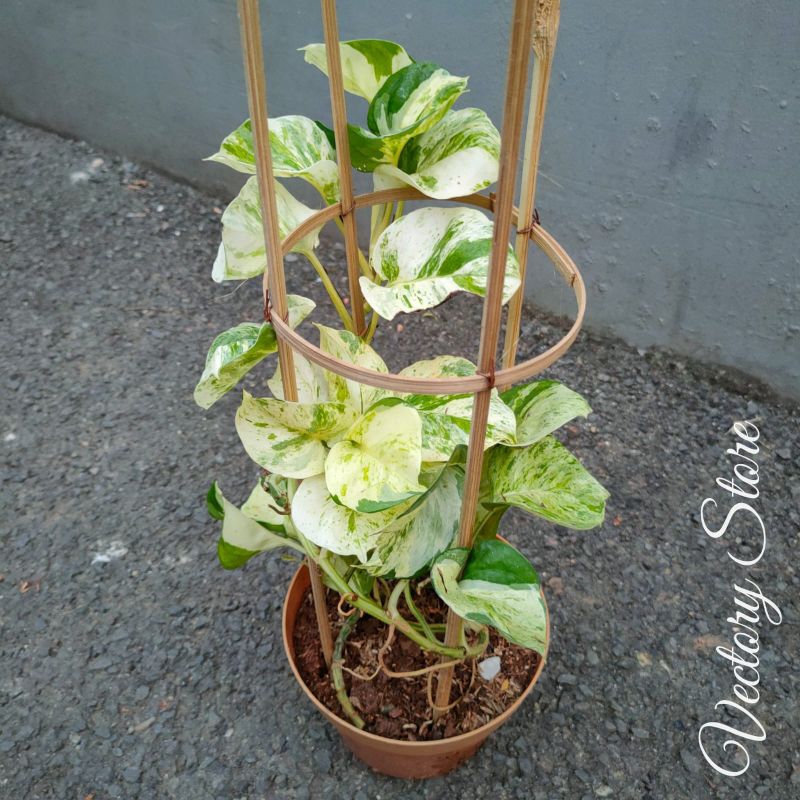 REAL PICT Sirih Gading Manjula Pothos || Tanaman Hias Menjalar / merambat Super Rimbun Penyerap Polu