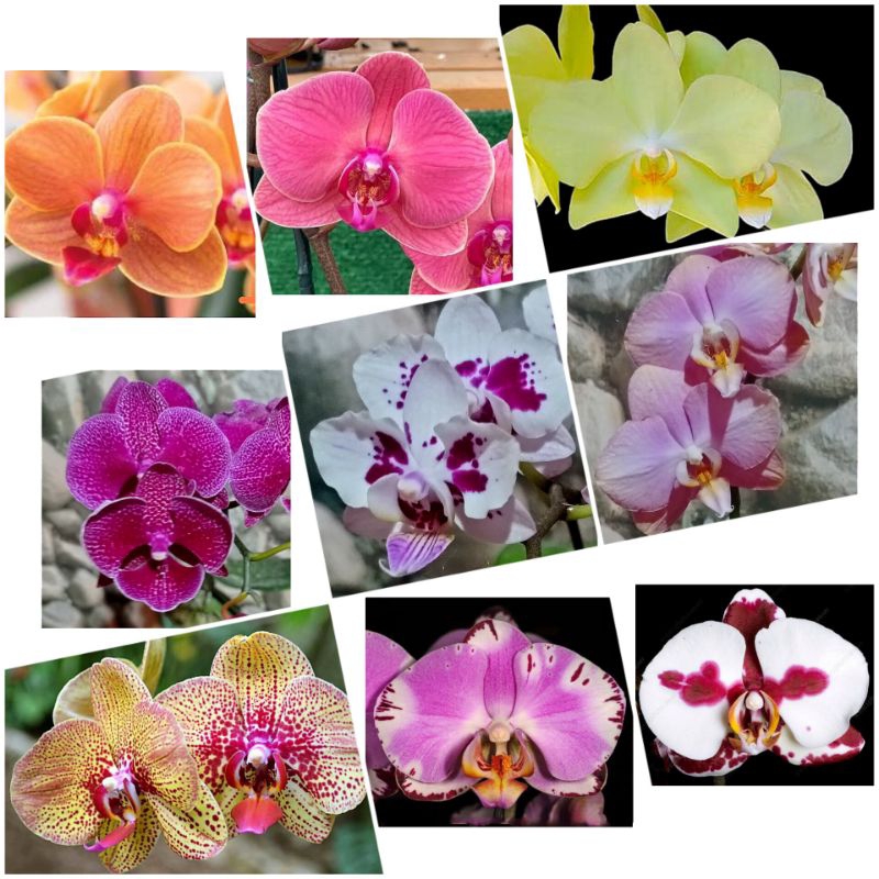 Anggrek Bulan Premium Taiwan: jumbo dan remaja