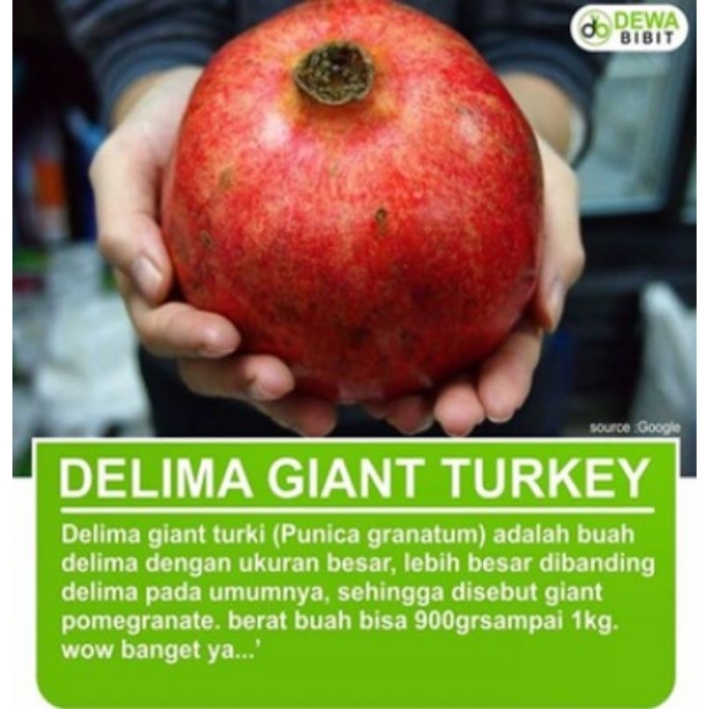 

Bibit delima merah turki asli 100%