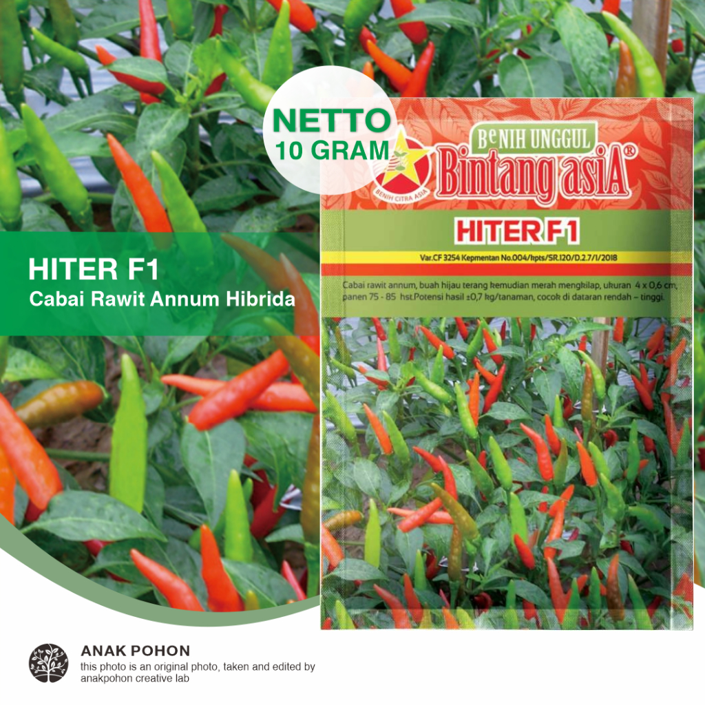 (1 PACK) Benih Cabe Rawit HITER F1 Cabai Rawit Hijau Pedas Hibrida Seeds - Bintang Asia - 10 GRAM