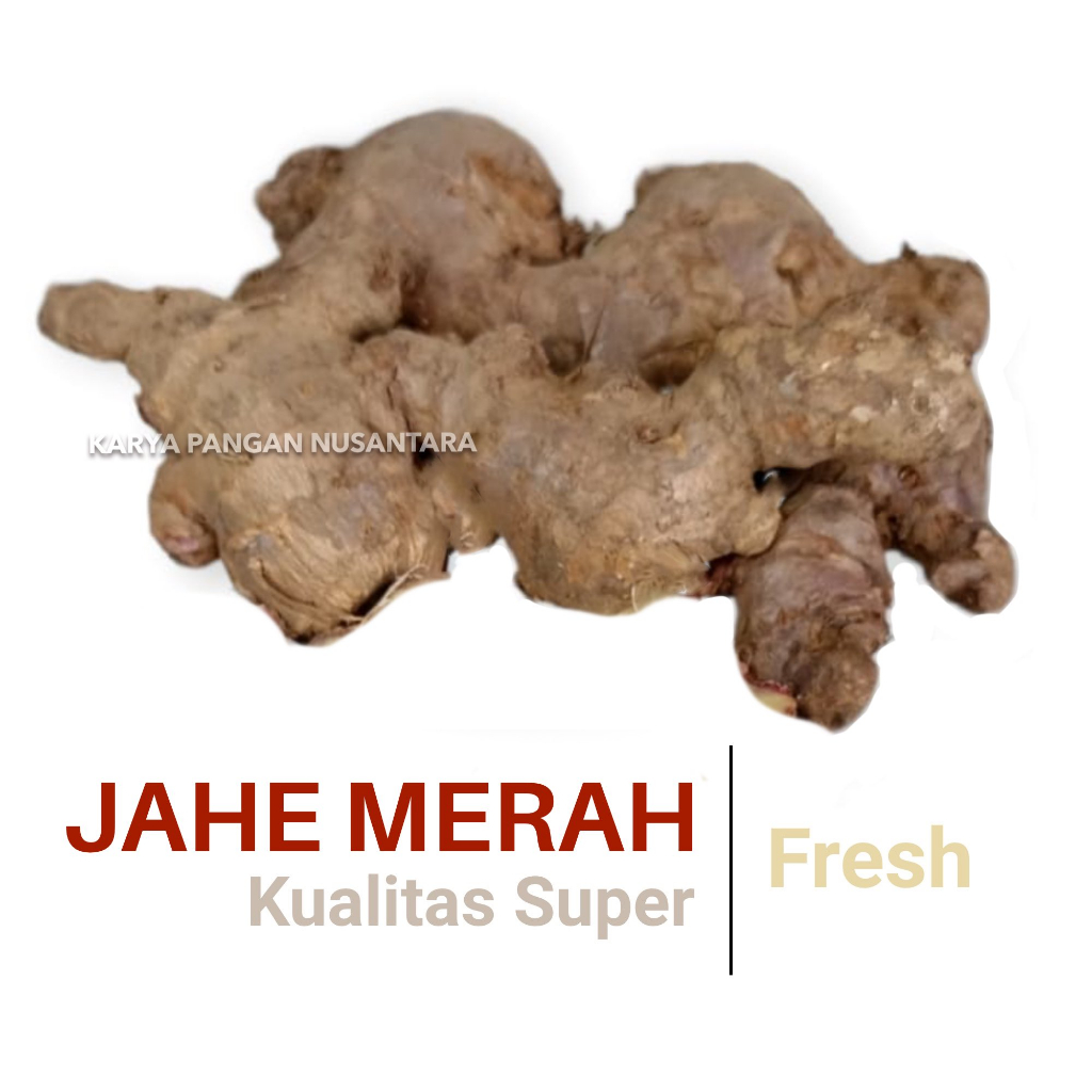 

JAHE MERAH 250 GR JAHE MERAH SEGAR FRESH KUALITAS SUPER PACK 250 GRAM