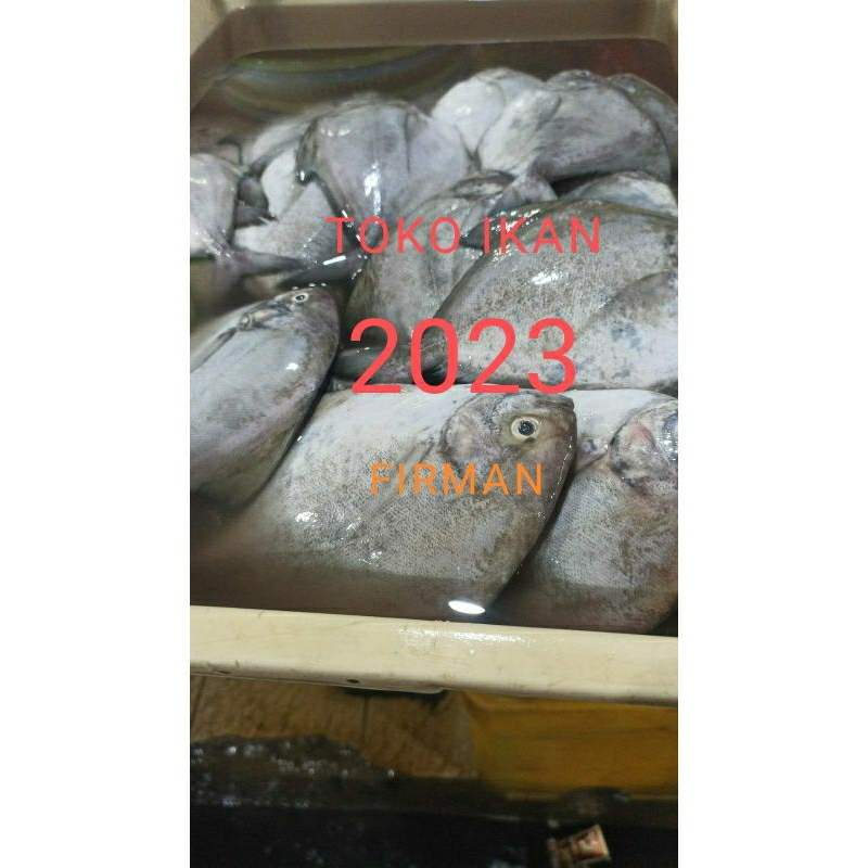 

Ikan Dorang