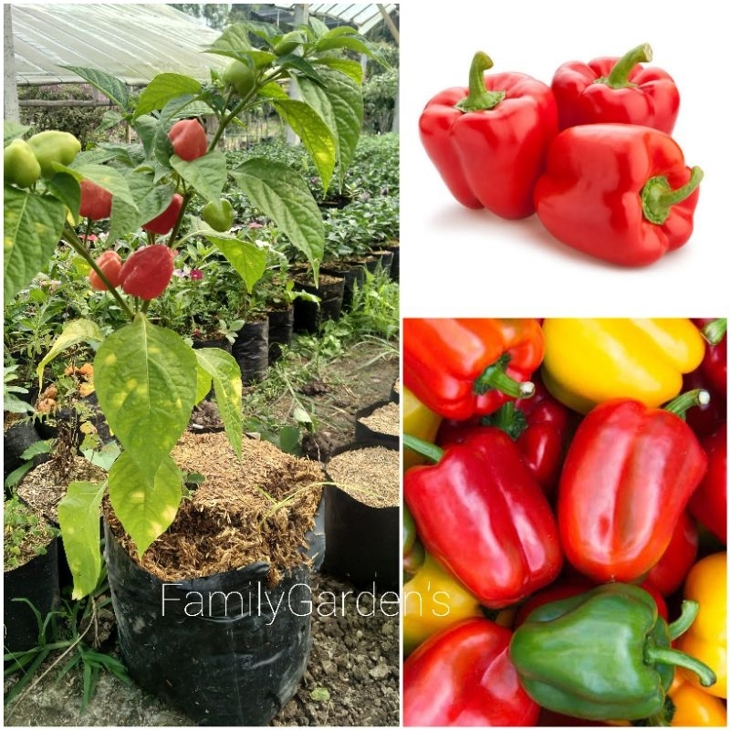 Bibit Tanaman Buah Paprika / Paprika