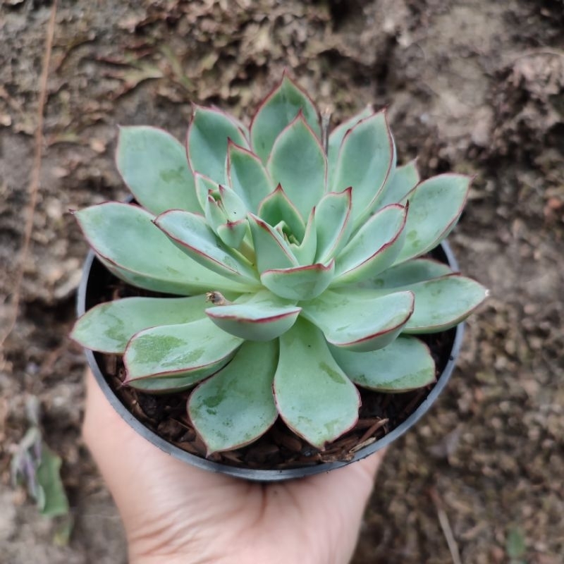 Echeveria Pulidonis | Sukulen | D 10cm