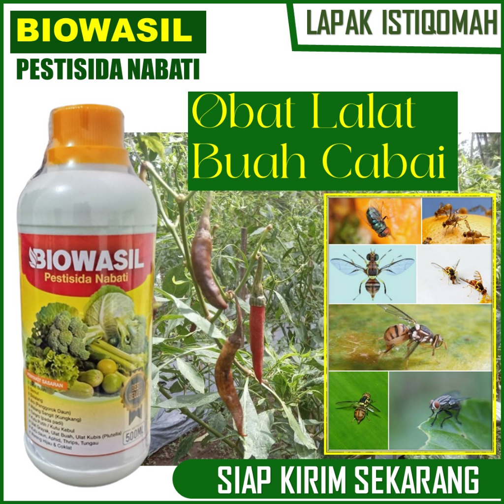 500 ML BIOWASIL obat racun lalat buah untuk cabe - Pupuk Tanaman Cabe Paling Bagus Atasi Lalat Buah 