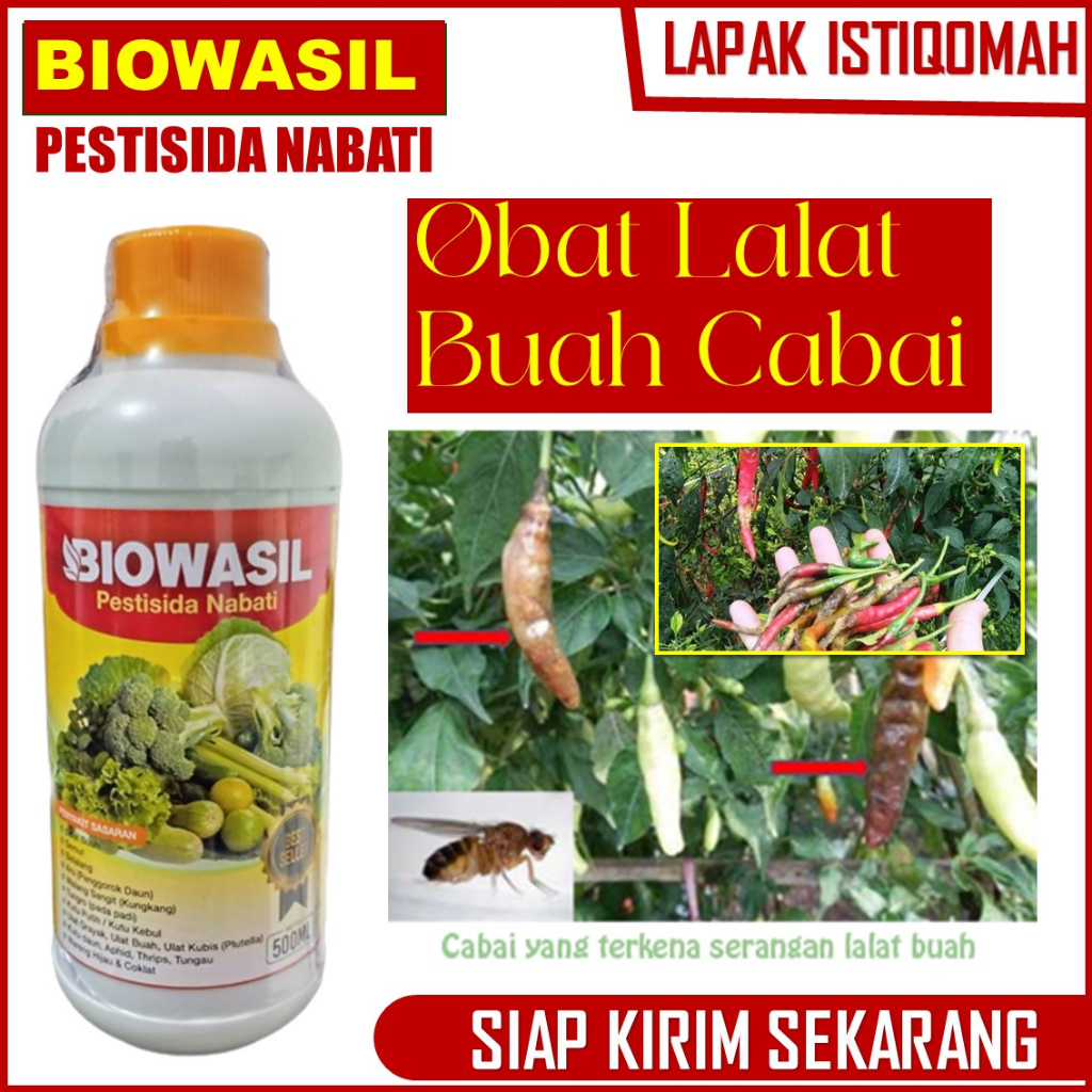 obat lalat buah untuk cabe biowasil isi 500 ML - Pupuk Organik Anti Lalat Buah Pada Cabe Terbaik Unt