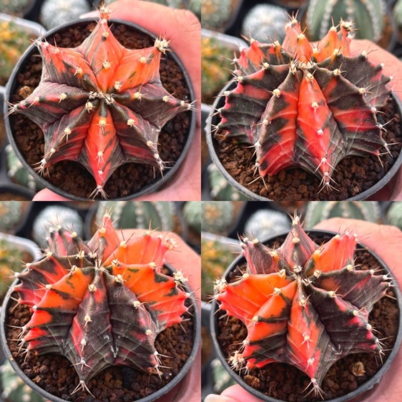 Kaktus Hybrid Blackpearl x LB var