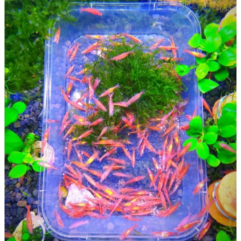 100 aquascape warna ceri bell