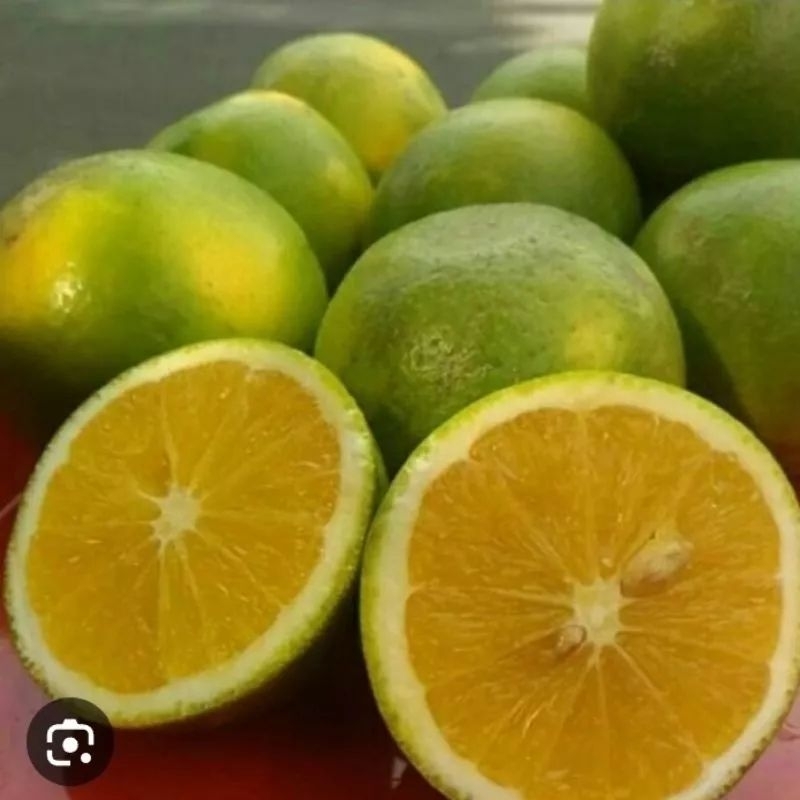 Bibit Jeruk Baby Java Berbuah