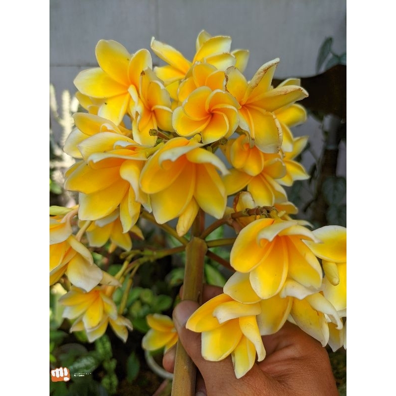 pohon bunga kamboja kuning cendana/plumeria stek batang