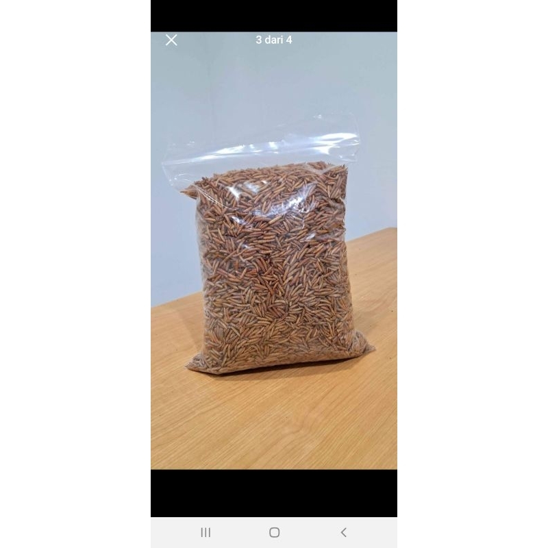 Maggot BSF Kering 1kg
