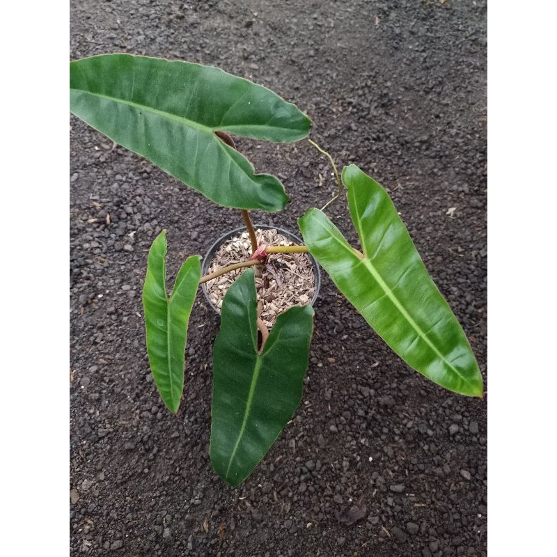 philodendron billietiae / kabel busi ori