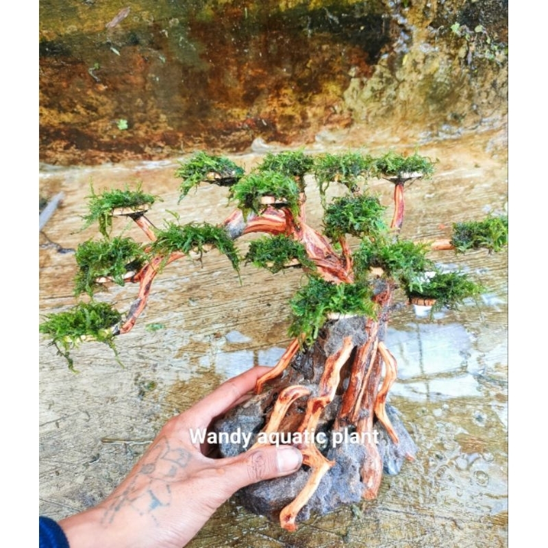 pohon bonsai jumbo aquascape